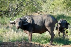 Afrikanischer Büffel (21 von 102).jpg